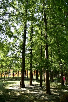 公園樹木