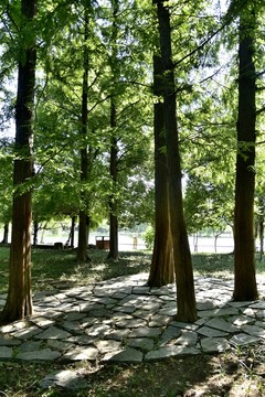 公園樹木