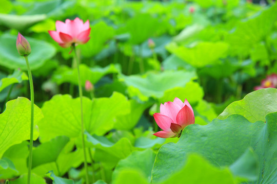 荷花
