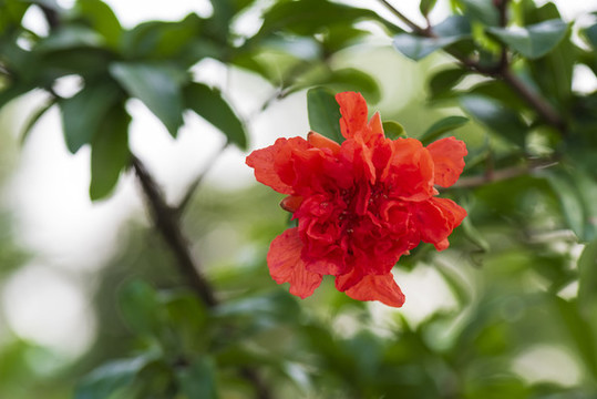 石榴花