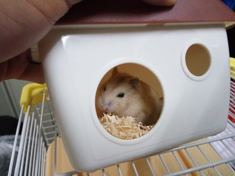 倉鼠