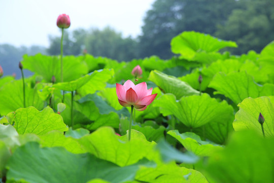 荷花