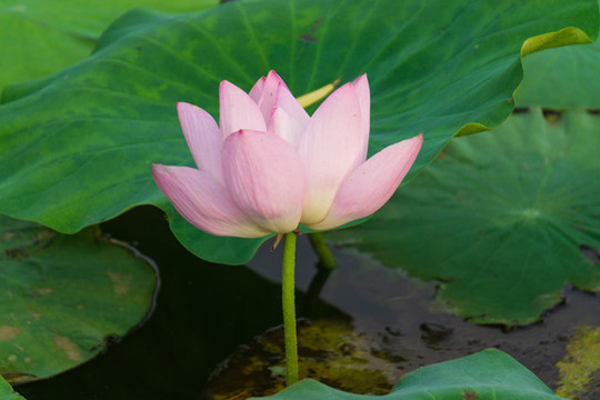 大明湖荷花