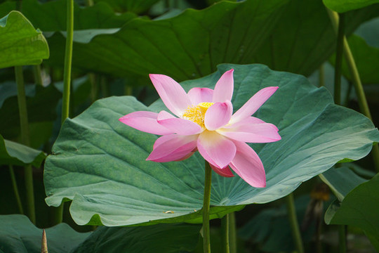 大明湖荷花