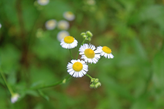 野菊花