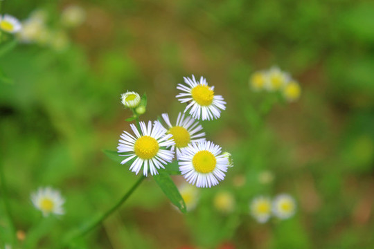 花卉