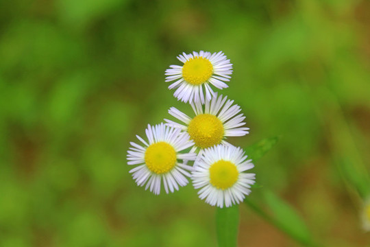 花蕊