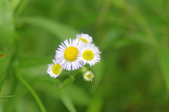 野菊花