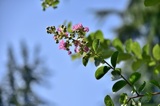 薔薇花