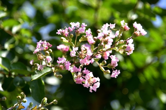 薔薇花