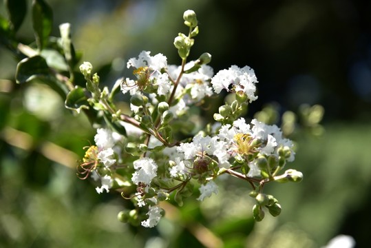 薔薇花