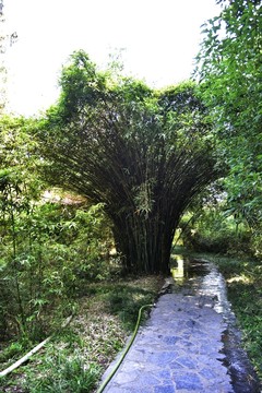 公園林蔭道