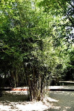 公園竹子