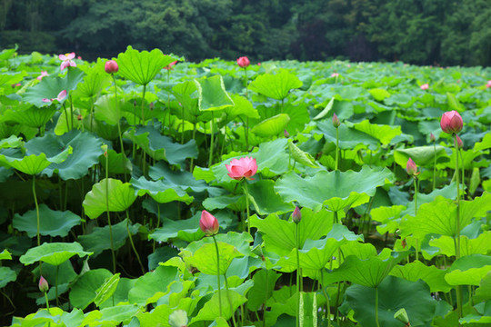 荷花