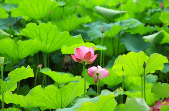 荷花