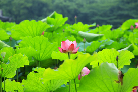 荷花