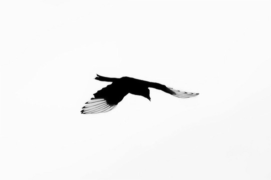 飛鳥(niǎo)