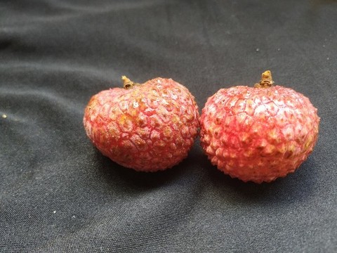 雞嘴荔枝