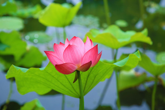 荷花