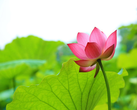 荷花