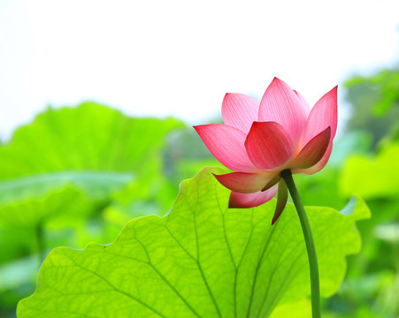 荷花