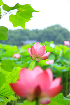 荷花