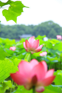 荷花