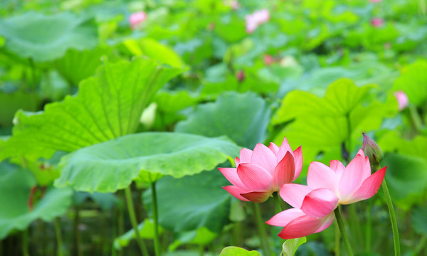 荷花