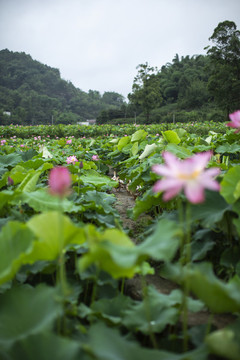 荷花