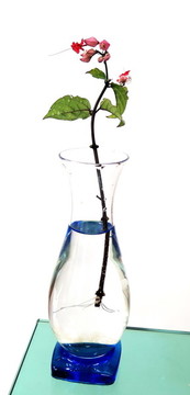 插水里的九龍吐珠開花啦