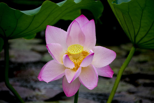 荷花