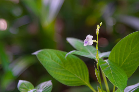 花葉