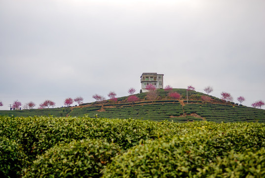 永福櫻花茶園