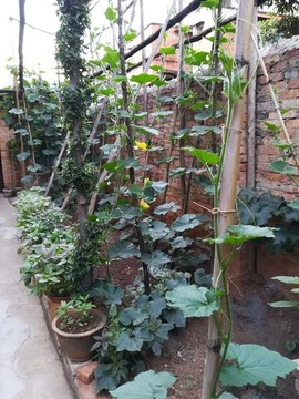 農(nóng)家小院