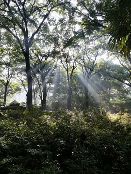 陽光透過樹林