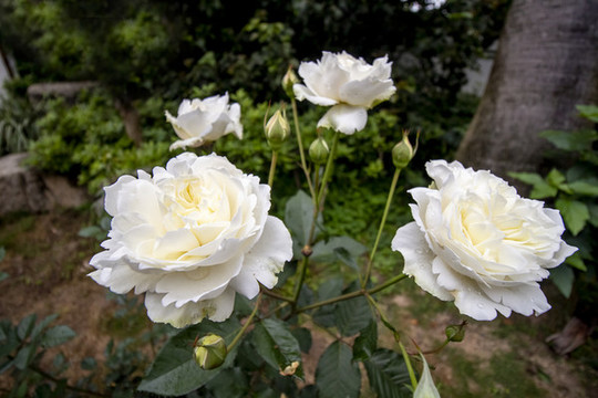 白色茶花