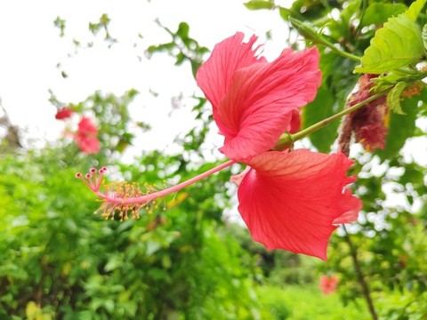 朱槿