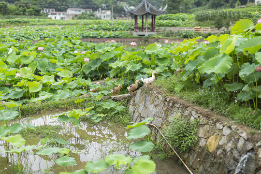 鄉(xiāng)村荷塘