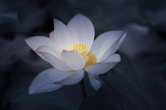 荷花