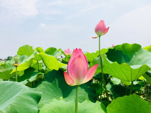 夏荷