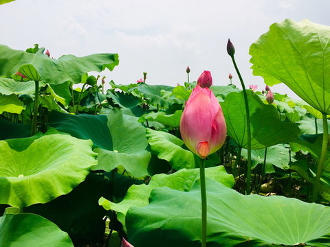 夏荷