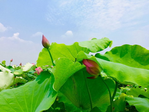 夏荷