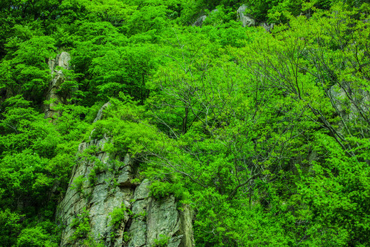 植物山林懸崖峭壁