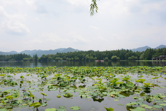 西湖風(fēng)光