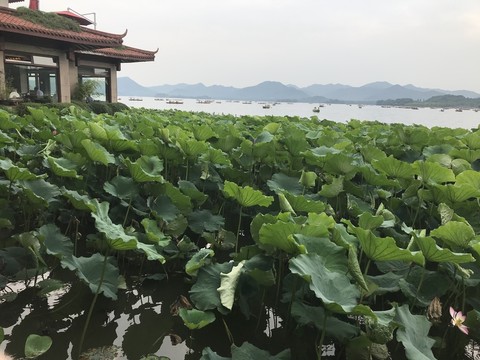 西湖荷葉
