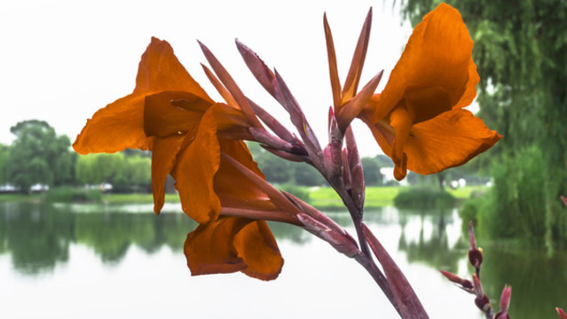紅色芭蕉