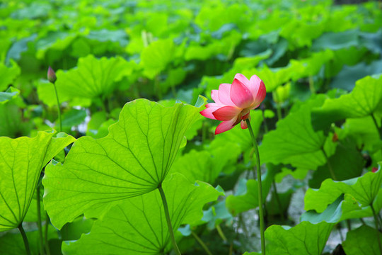 荷花