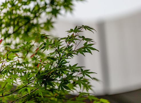 綠色的楓葉