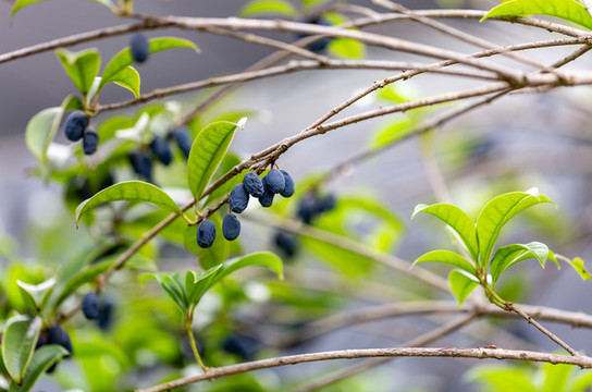 藍(lán)果忍冬