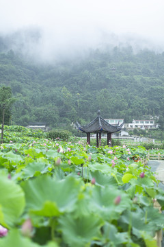 雨中荷塘